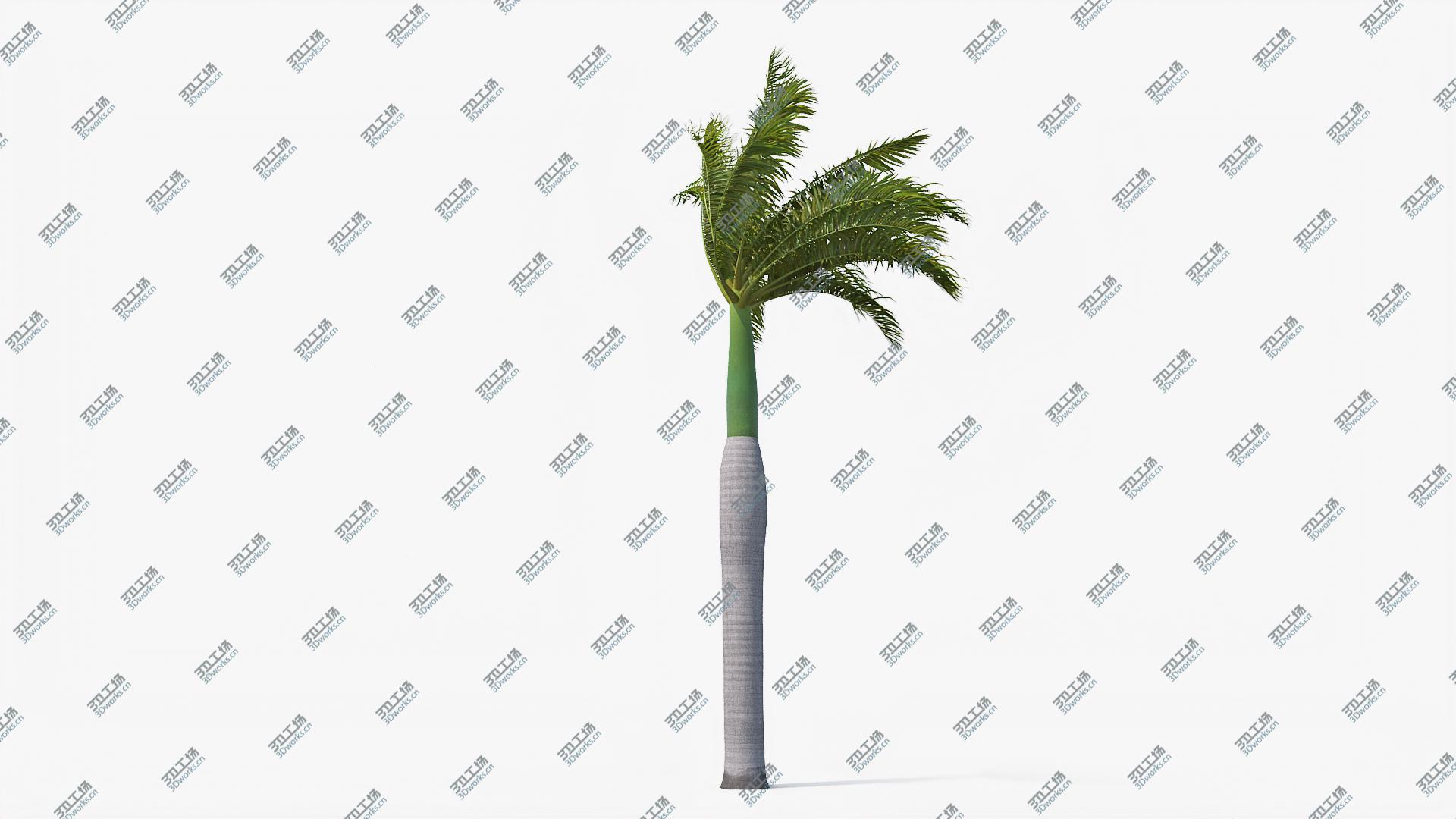 images/goods_img/2021040162/3D Palms Royal 01 model/4.jpg